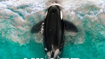 Killer-Whale